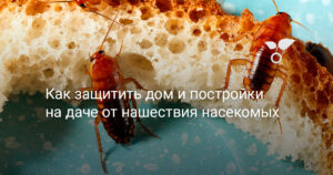 kak-zashhitit-dom-i-postrojki-na-dache-ot-nashestviya-nasekomyh.jpg