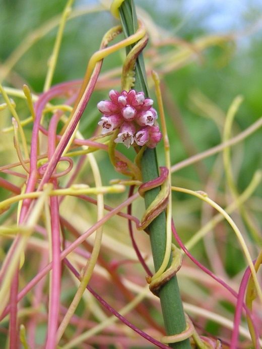 cuscuta_europaea-520x693.jpg
