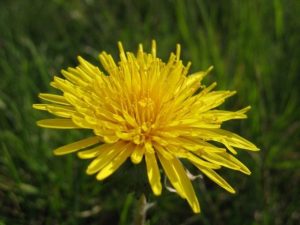 taraxacum-01-640x480.jpg