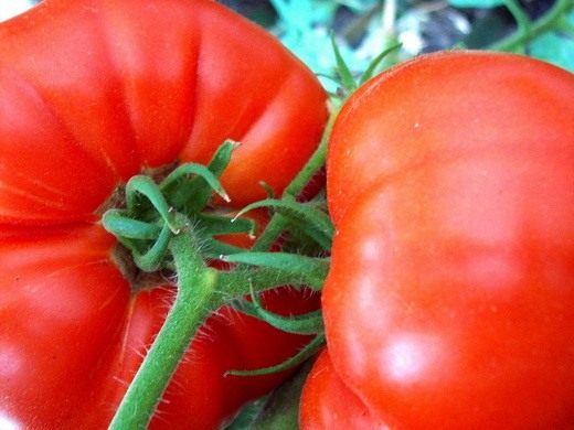 1_tomato.jpg