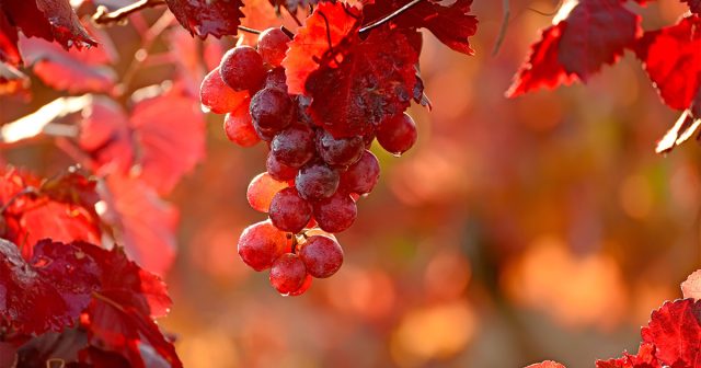 5-obyazatelnyh-etapov-uhoda-za-vinogradom-osenyu-1-640x336.jpg
