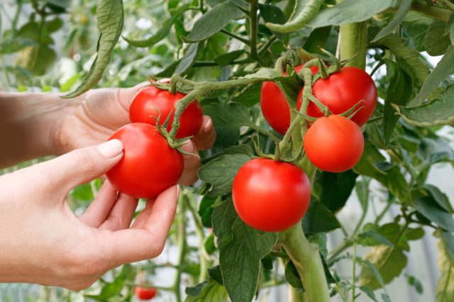6-samyh-zhivuchih-i-urozhajnyh-sortov-tomatov-kotorye-ya-sovetuyu-640x427.jpg