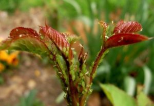 aphids-08-640x443.jpg
