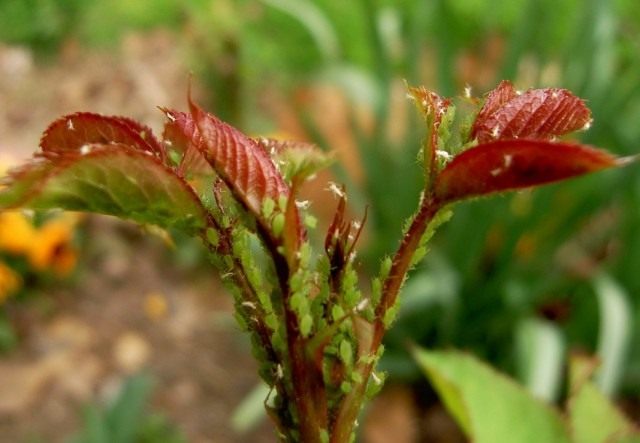 aphids-08-640x443.jpg