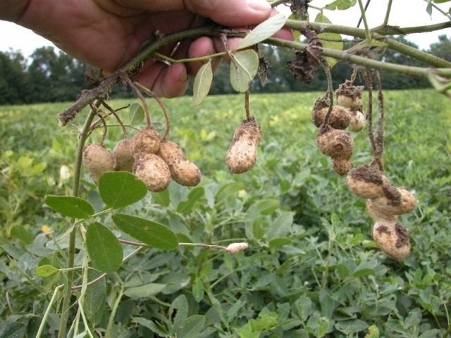 arachis_02-640x480.jpg