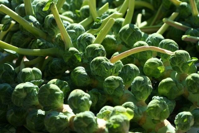 brussels-sprouts-640x427.jpg