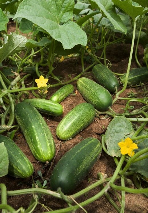 cucumber-520x747.jpg