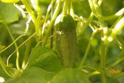 cucumis-sativus-03-520x348.jpg