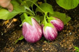 eggplant_02-520x345.jpg