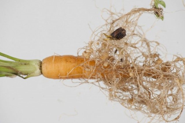 nematoda4-640x426.jpg