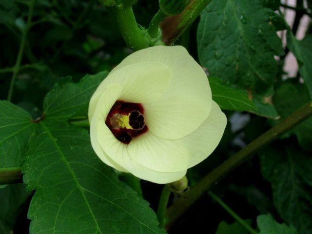 okra-01-640x480.jpg