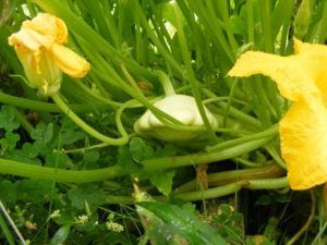 pattypan_squash_2-640x480.jpg
