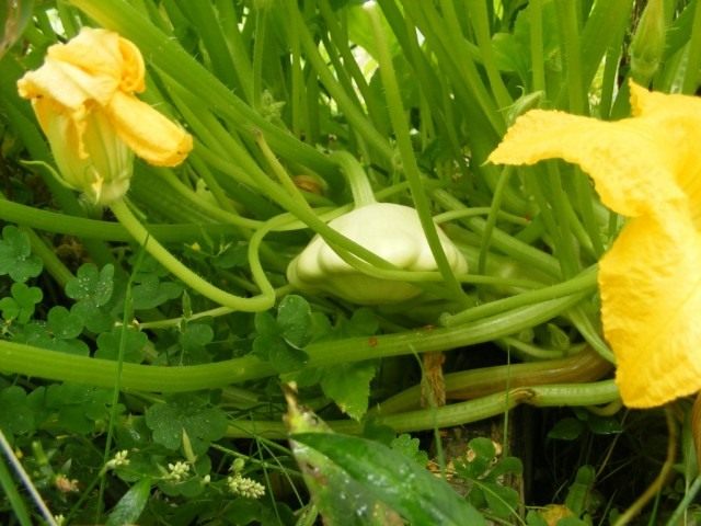 pattypan_squash_2-640x480.jpg