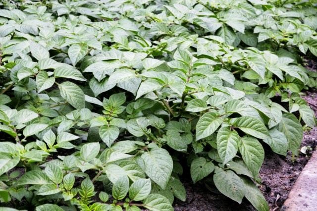 potato_5-640x426.jpg