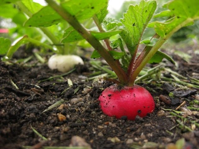 radish_06-640x480.jpg