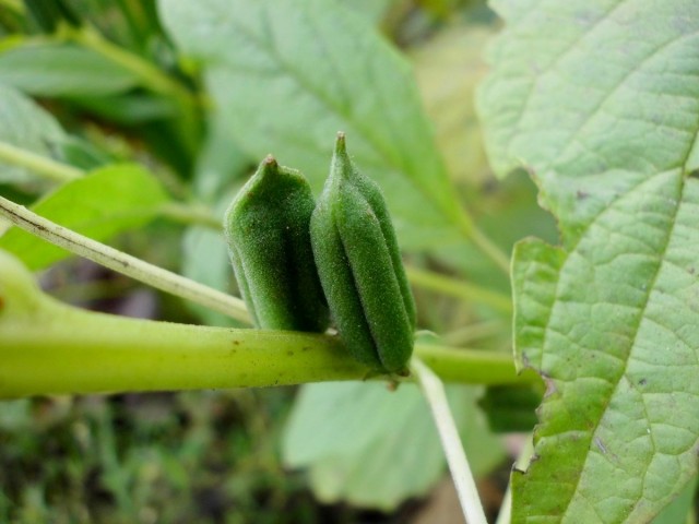 sesame-1-02-640x480.jpg
