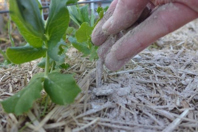 wood-ash-03-640x427.jpg