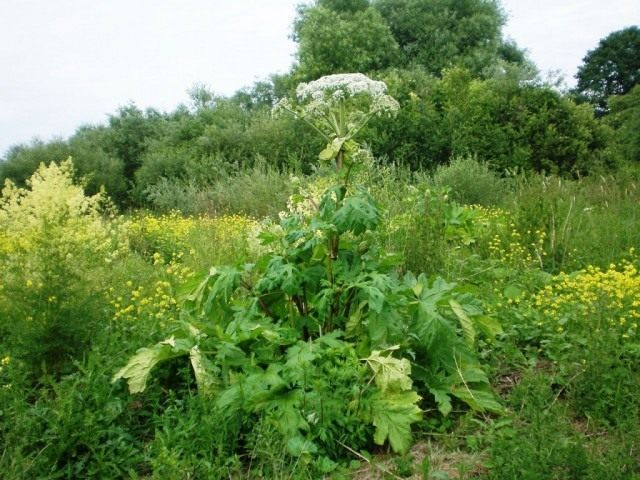 01-heracleum_sosnowskyi-640x480.jpg