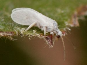 aleyrodidae-01-640x480.jpg