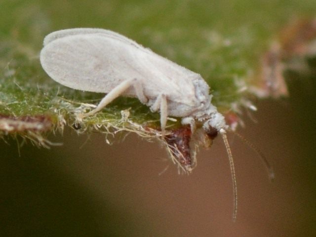 aleyrodidae-01-640x480.jpg