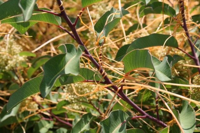 cuscuta-5-640x426.jpg