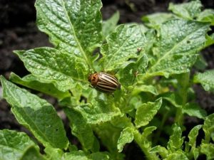 leptinotarsa-_decemlineata_3-640x480.jpg