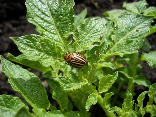 leptinotarsa-_decemlineata_3-640x480.jpg