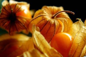 physalis-peruviana-2-640x425.jpg