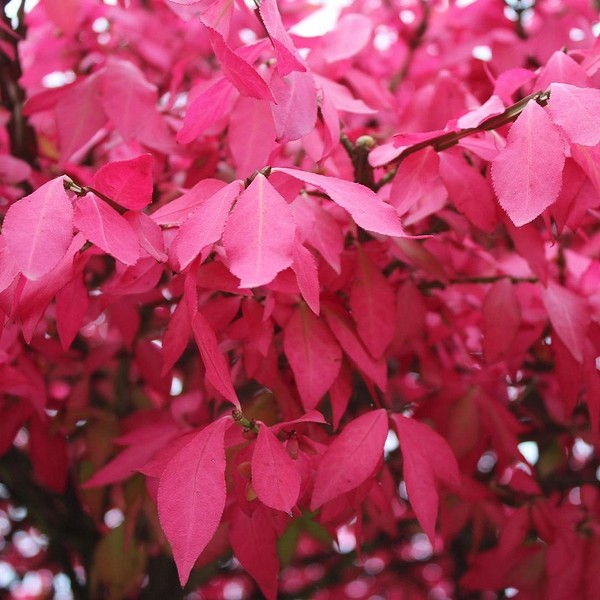 widen_600_crop_1080_1080_0_0_q90_3650362_f26946cf8f6db7647e0aa939b.jpeg