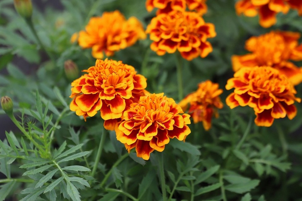 widen_960_crop_1000_667_0_0_q90_3949442_4bb1f020b319d1b5b916fdd8e.jpeg