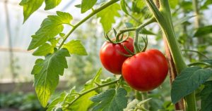 1.podkormka_tomatov_av-1-640x337.jpg