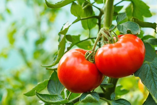 10-luchshih-sortov-tomatov-dlya-tepliczy-kotorye-ya-vsem-sovetuyu-640x427.jpg