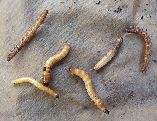1_elateridae1.jpg