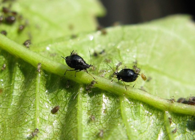aphididae-2-01-640x461.jpg