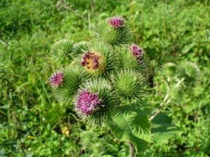arctium_lappa_03-640x480.jpg