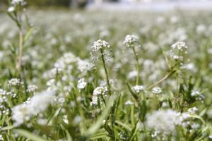 capsella-bursa-pastoris-06-640x426.jpg