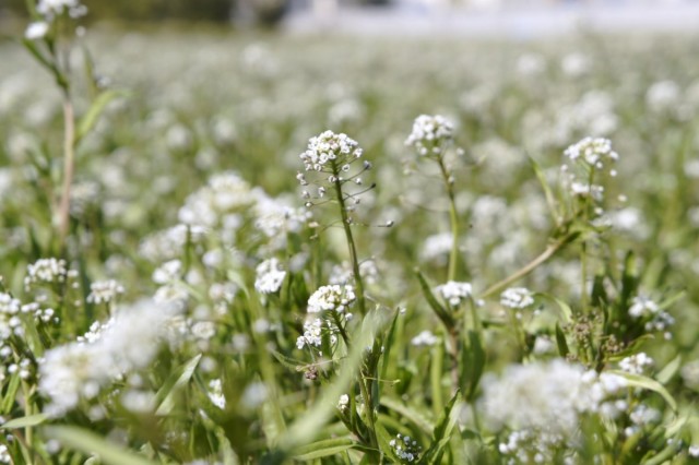 capsella-bursa-pastoris-06-640x426.jpg