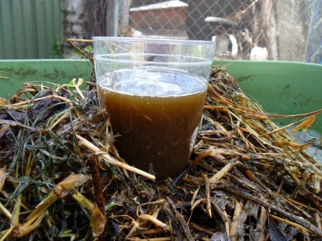 compost-tea-1-640x480.jpg