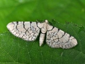 eupithecia-venosata-1-320x240.jpg
