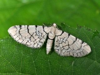 eupithecia-venosata-1-320x240.jpg