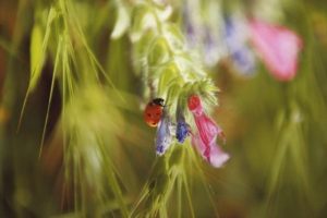 flower-bug-640x426.jpg