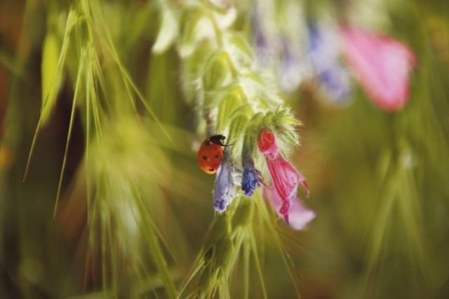 flower-bug-640x426.jpg