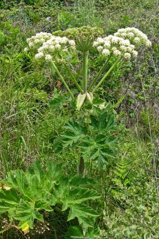 hogweed-520x780.jpg