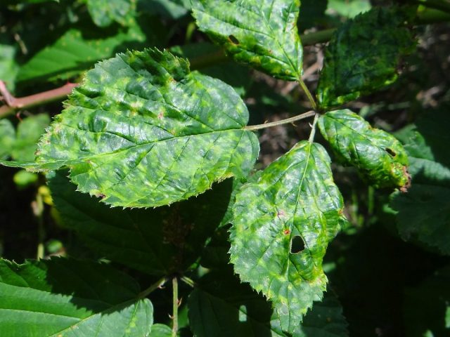 mosaic-virus-02-640x480.jpg
