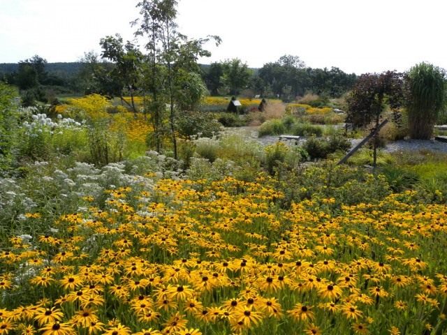 rudbeckia-640x480.jpg