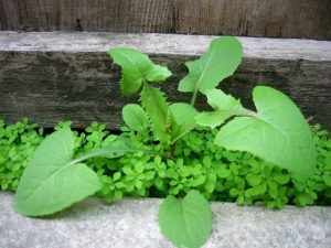 sonchus02-640x480.jpg