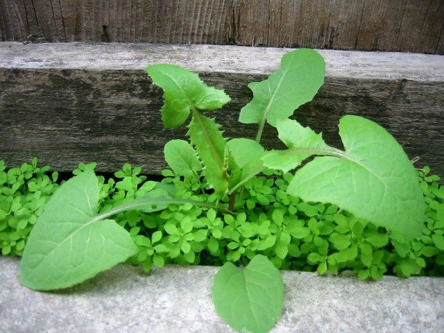 sonchus02-640x480.jpg