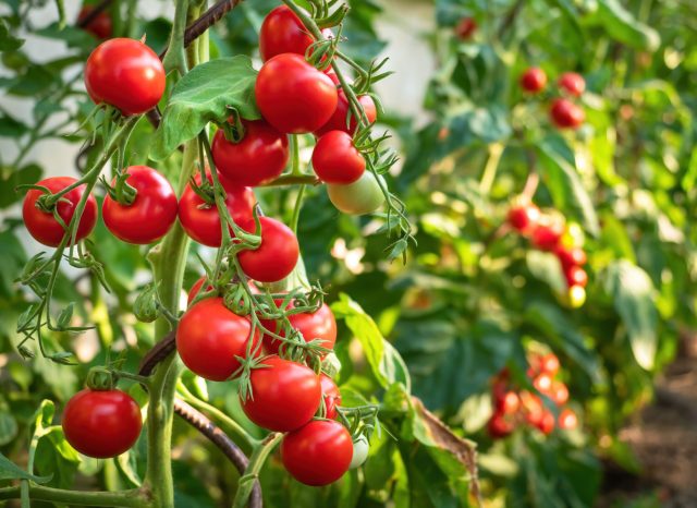 sorta-rannespelyh-tomatov-kotorye-zavalyat-vas-urozhaem-640x466.jpg