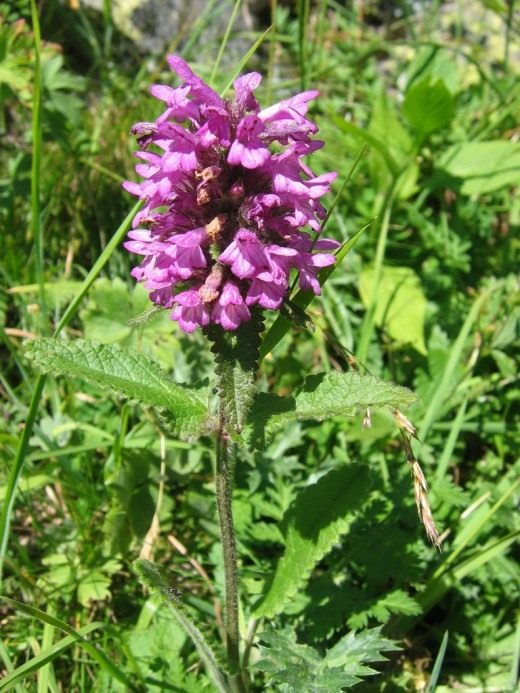 stachys-520x693.jpg