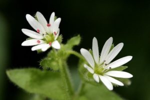 stellaria-media-03-640x427.jpg